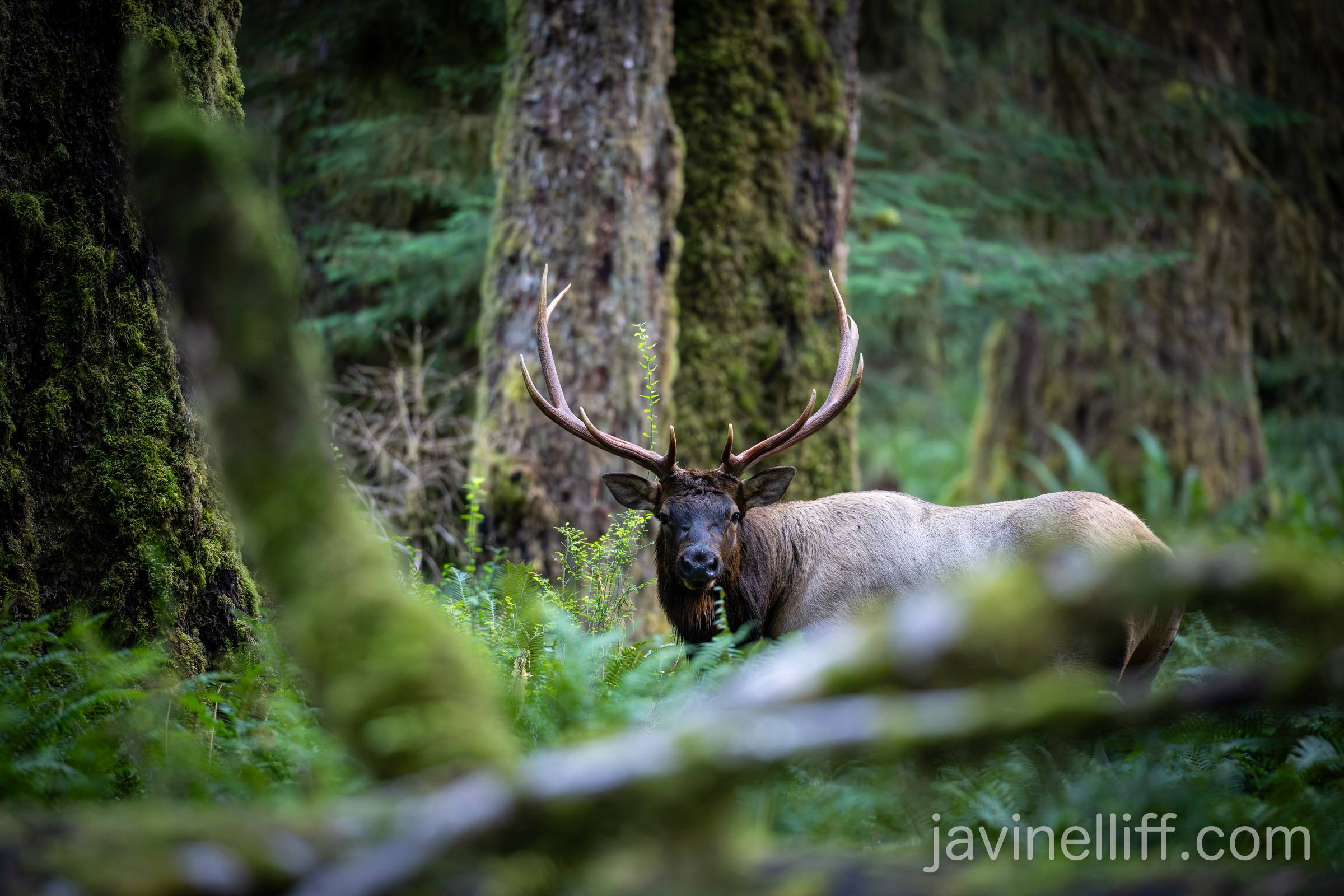 A bull Roosevelt elk in old growth forest.
